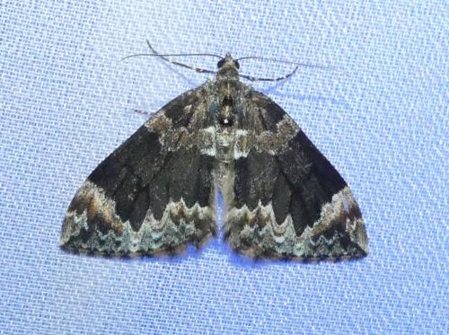 Réf. 359 065 : Dysstroma truncata